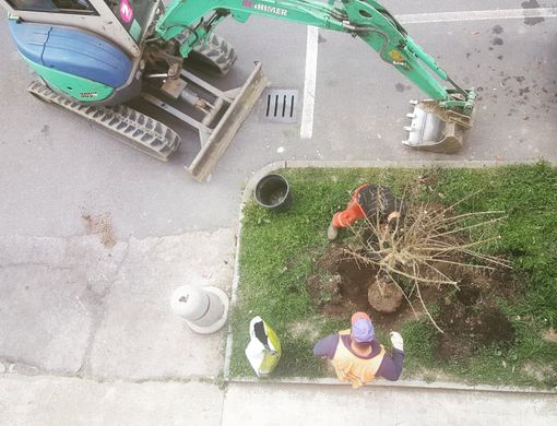 Bra è sempre più green: il Comune mette a dimora esemplari di Lagerstroemia