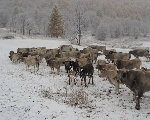 Mandria sorpresa dalla neve a San Michele di Prazzo