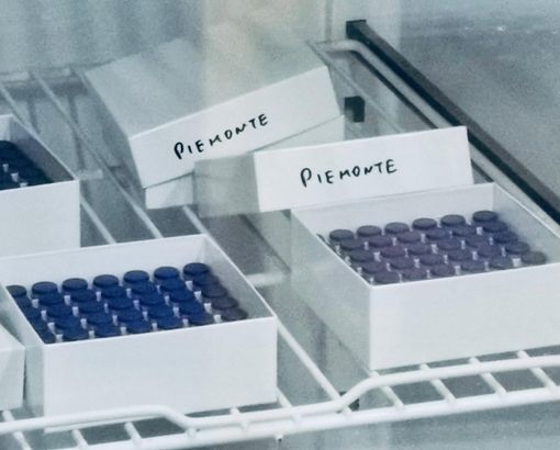 V-Day, il vaccino anti Covid è arrivato a Torino. Cirio: "La speranza riparte da qui" (FOTO E VIDEO)