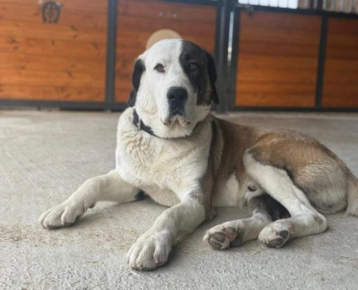 A Cherasco si cerca Drago, cagnolone tenero e super rock