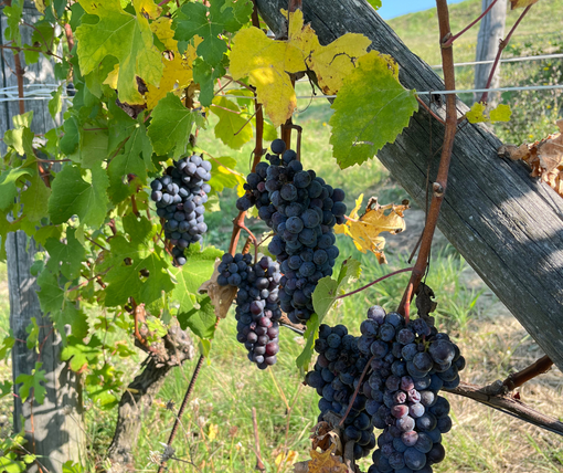 Vendemmia 2025: dal Barolo al Moscato, è un'annata di alta qualità Vendemmia 2025: dal Barolo al Moscato, è un'annata di alta qualità