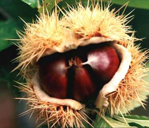 Castagne, Coldiretti Cuneo: "Calo produttivo per meteo, ma buona qualità" Castagne, Coldiretti Cuneo: "Calo produttivo per meteo, ma buona qualità"