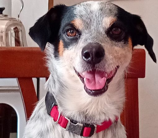 Jago è scappato da più di due mesi: la sua padrona di Bene Vagienna continua a cercarlo