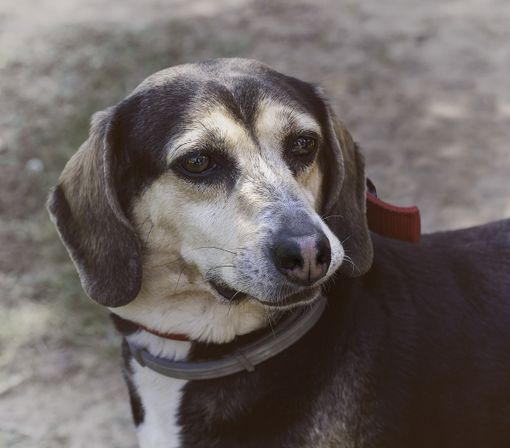 Cane gettato dal balcone a Cuneo, LNDC Animal Protection chiede pena esemplare per la protagonista del gesto