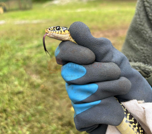 Salvataggio speciale alla scuola dell'infanzia "M. Ventre" di frazione Ronchi a Cuneo