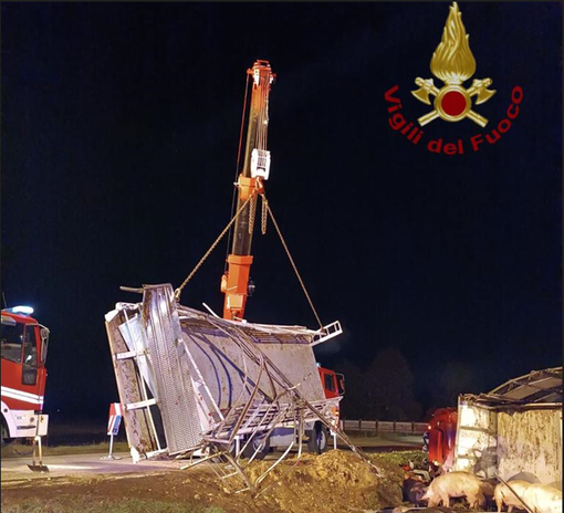 Camion per il trasporto animali si ribalta a Cavallermaggiore: ferito il conducente, morti una trentina di maiali