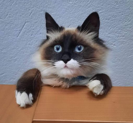 Ad Alba il primo corso italiano per formare i proprietari di gatti