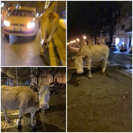 Si chiama America il bovino star dei social che ieri sera si aggirava per il centro di Cuneo [VIDEO]