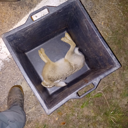 La lepre sequestrata