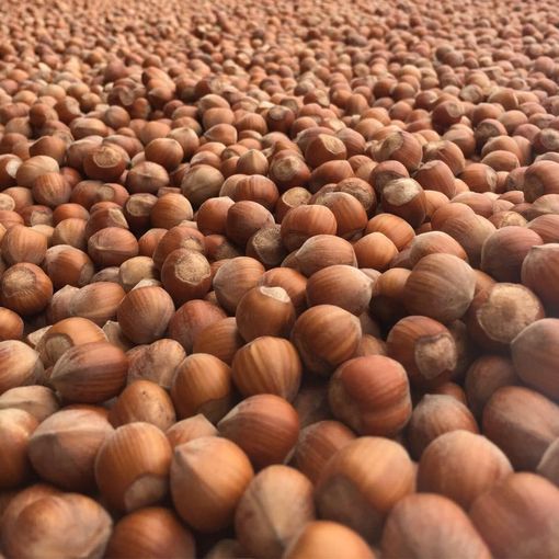 Nocciole, per il Piemonte è un anno nerissimo. "Occorre una task force per capirne le cause"