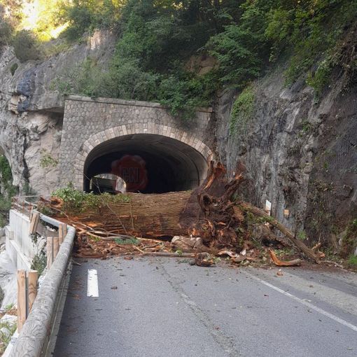 Un enorme albero cade sulla strada tra Fontan e St Dalmas de Tende: circolazione sospesa Un enorme albero cade sulla strada tra Fontan e St Dalmas de Tende: circolazione sospesa