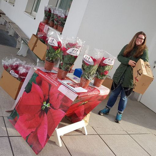 Le Stelle di Natale e i Sogni di Cioccolato Ail Cuneo tornano nelle piazze della provincia