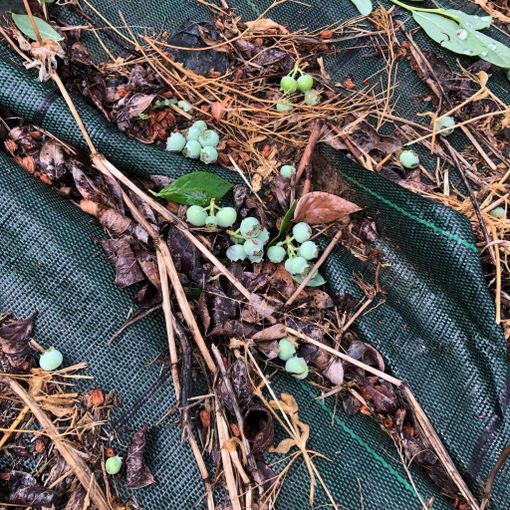 Violenti temporali sulla Granda: a rischio la produzione di mirtilli e piccoli frutti