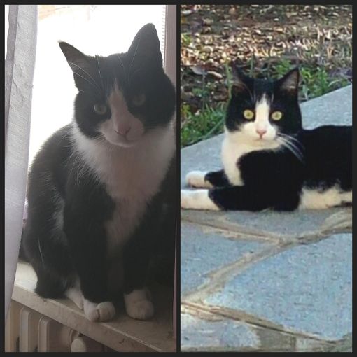 Smarrita a Sommariva Bosco una gattina di quattro anni