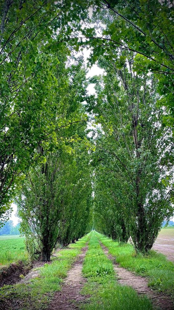 Tenuta Berroni, settecentesca dimora alle porte di Racconigi Tenuta Berroni, settecentesca dimora alle porte di Racconigi