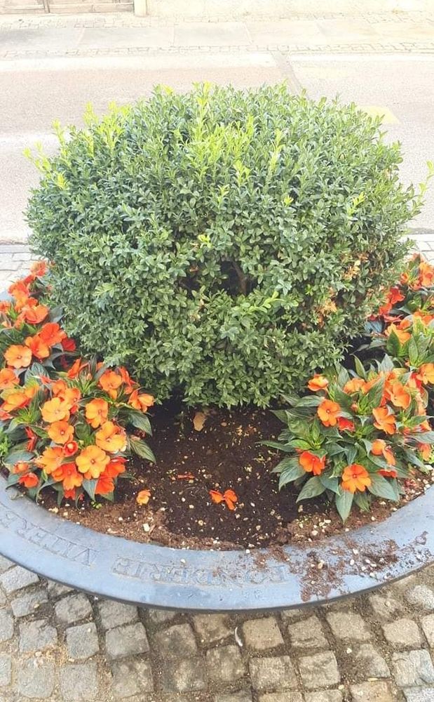 L'aiuola nel mirino dei vandali