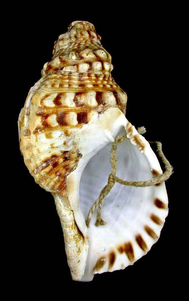 Alba: “I Tritoni del Roero” premiati al Museo civico Federico Eusebio Alba: “I Tritoni del Roero” premiati al Museo civico Federico Eusebio