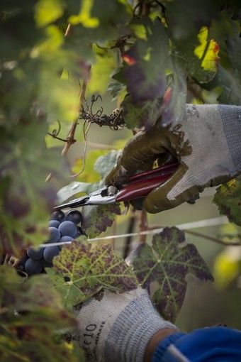 Sei lavoratori extracomunitari "in nero" per la vendemmia: cooperativa di Alba nei guai