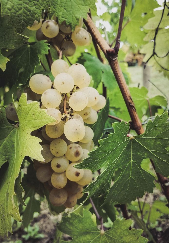 Nas-cetta di Novello: born to be queen