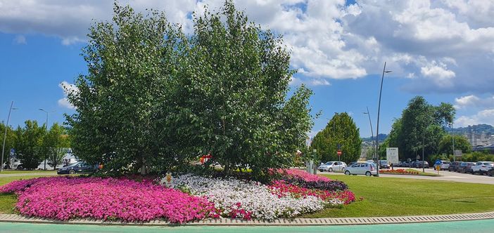 Aperte le iscrizioni al concorso “Alba in fiore” Aperte le iscrizioni al concorso “Alba in fiore”