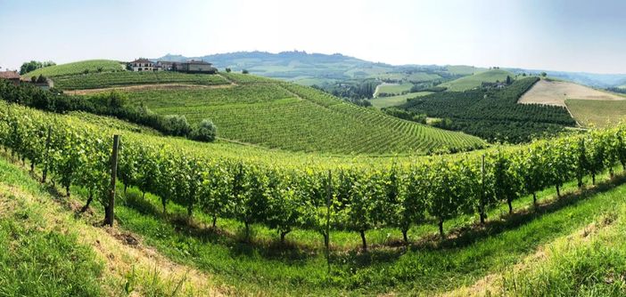 Ha un'estensione di quasi quattro ettari lo storico vigneto ora rilevato dalla Fondazione Crc Ha un'estensione di quasi quattro ettari lo storico vigneto ora rilevato dalla Fondazione Crc