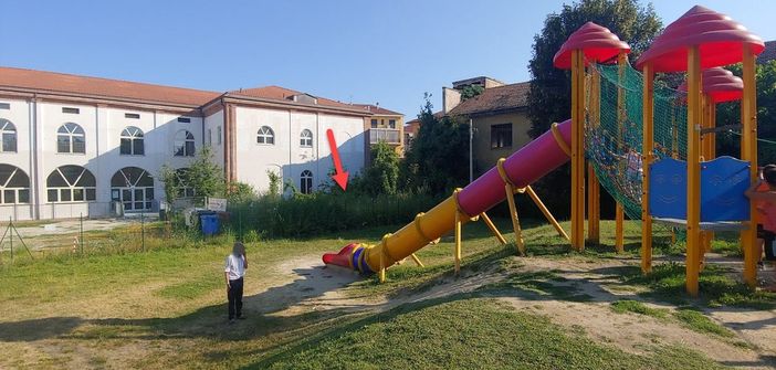 La vegetazione cresciuta incontrollata nella zona retrostante la sede del Liceo Artistico