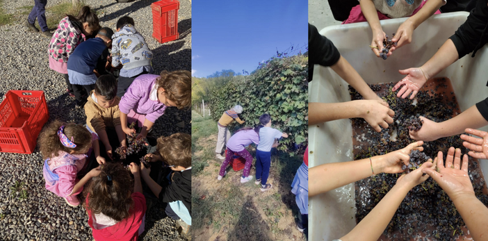 Gli alunni di Camerana e Monesiglio alla scoperta della vendemmia