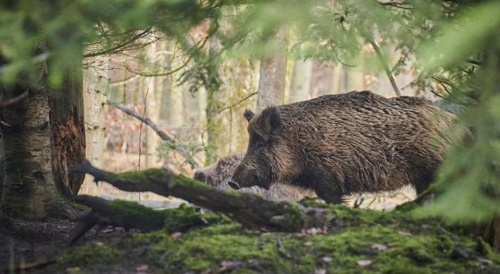 Peste suina, Taricco interroga Patuanelli, Cingolani e Speranza: "Eccesso di cinghiali è vera emergenza"