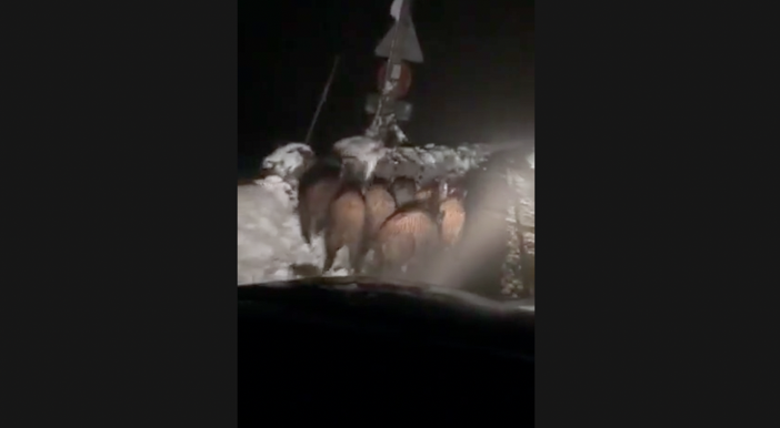 "In Alta Langa situazione cinghiali totalmente fuori controllo: chi di dovere intervenga" (VIDEO) "In Alta Langa situazione cinghiali totalmente fuori controllo: chi di dovere intervenga" (VIDEO)