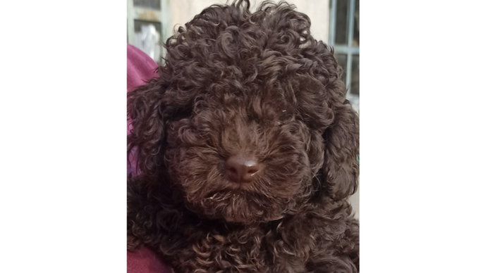 Kimi è stata portata via lo scorso 19 novembre