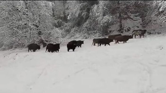 Le immagini dal video pubblicato ieri sulla pagina Instagram ufficiale del Parco Safari delle Langhe