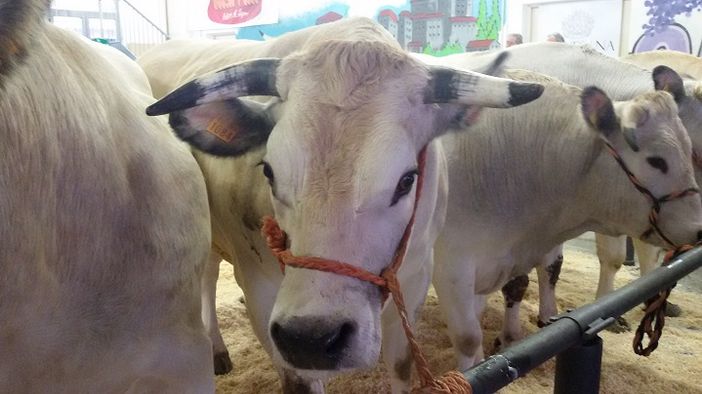 “Consumo e produzione responsabili: l’eccellenza del Bue Grasso”. Un seminario e un concorso per le scuole organizzato dal Centro per l’UNESCO di Torino “Consumo e produzione responsabili: l’eccellenza del Bue Grasso”. Un seminario e un concorso per le scuole organizzato dal Centro per l’UNESCO di Torino