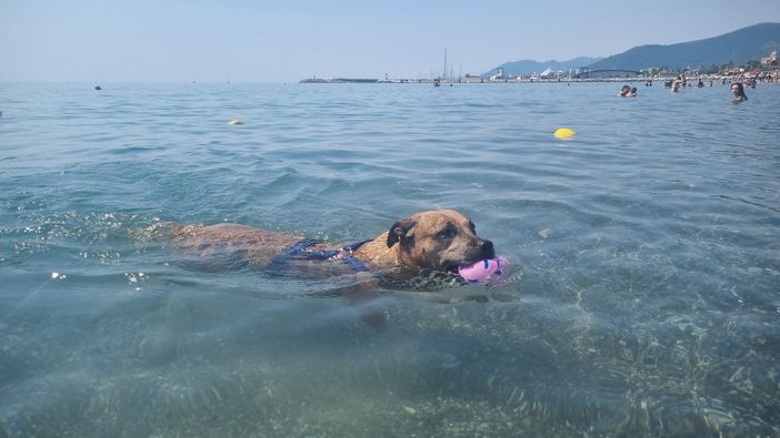 Estate da bollino rosso e afa, pericolo anche per i cani