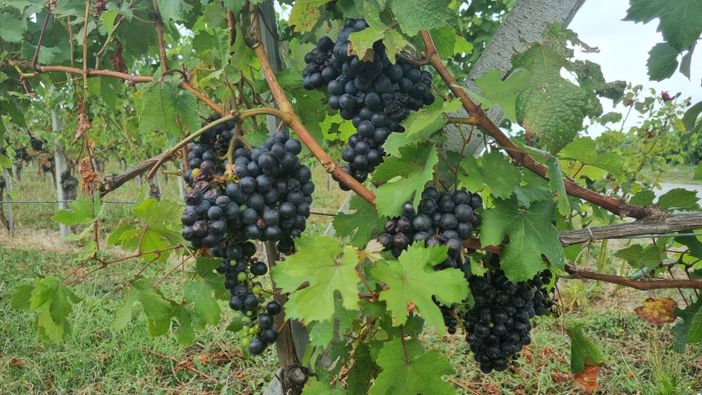 Uva pronta per la vendemmia Uva pronta per la vendemmia