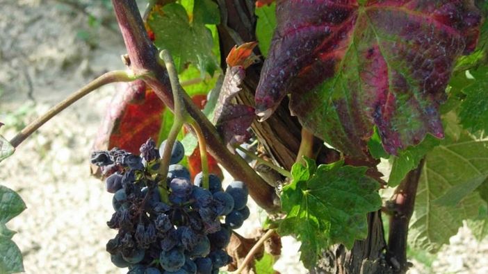 Flavescenza dorata e tignole della vite: a Dogliani si parla di monitoraggi e strategie di difesa per la vitivinicoltura del territorio