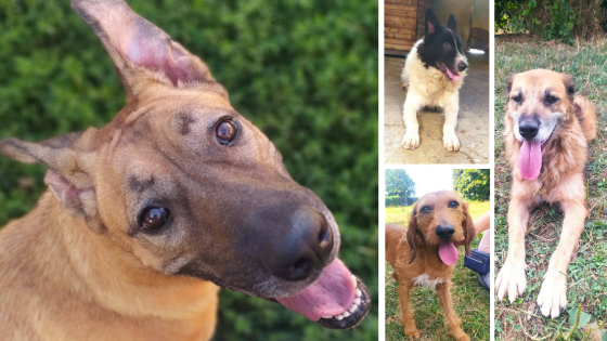 Alcuni dei tanti ospiti del Rifugio Pinco Pallino di Fossano Alcuni dei tanti ospiti del Rifugio Pinco Pallino di Fossano