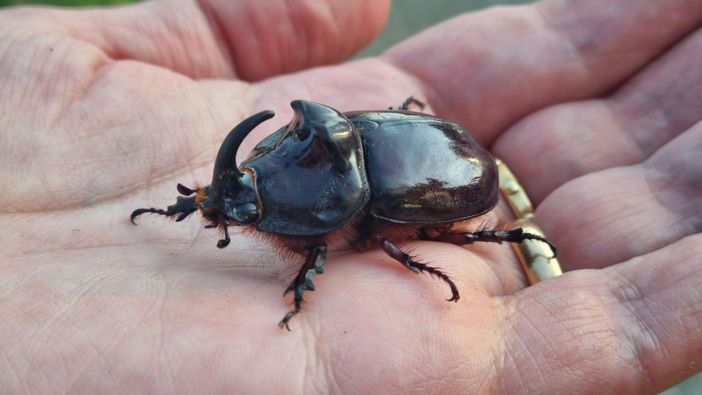 Uno scarabeo rinoceronte