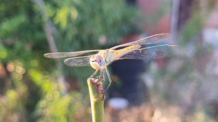 Una libellula Una libellula