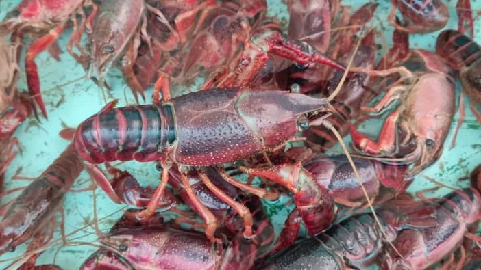 Incontri ravvicinati con il gambero rosso della Louisiana, niente di tenero… anzi