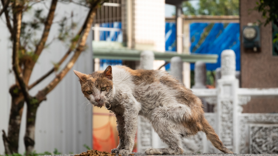 Amici di Zampa: “Sterilizziamo oggi, per non rincorrere l’emergenza domani”