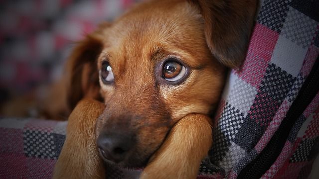 Cosa fare quando il cane vomita succhi gastrici?