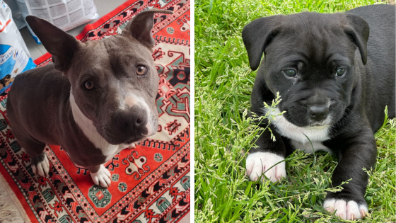 Titti e Michelino, madre e l'unico figlio sopravvissuto Titti e Michelino, madre e l'unico figlio sopravvissuto