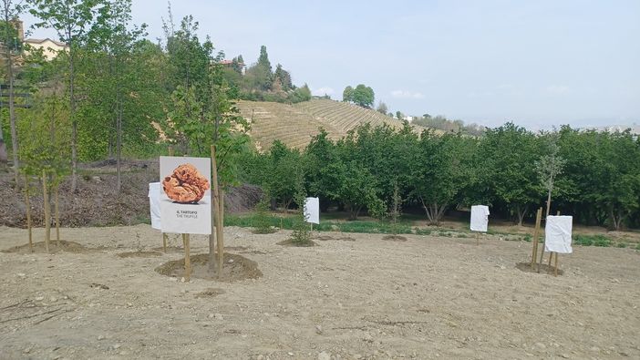 La nuova tartufaia "La Fontana" a Neviglie: luogo legato all'acqua