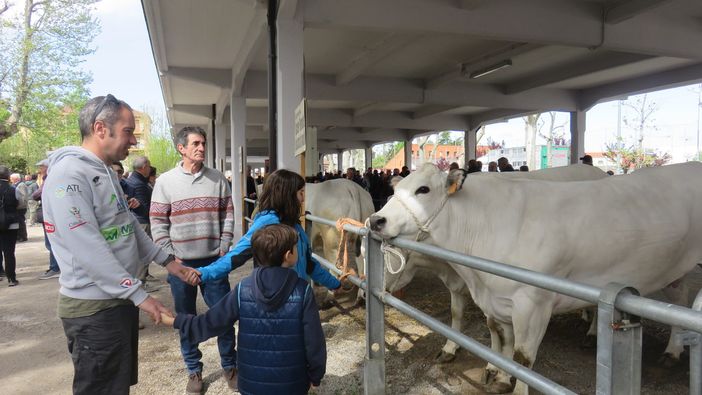 Bra, con la Fiera di Pasquetta immancabile la Fiera zootecnica del Bovino di razza piemontese