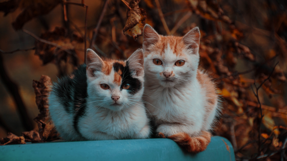 Pasqua solidale al gattile di Alba: uova di cioccolato per aiutare gli animali in difficoltà