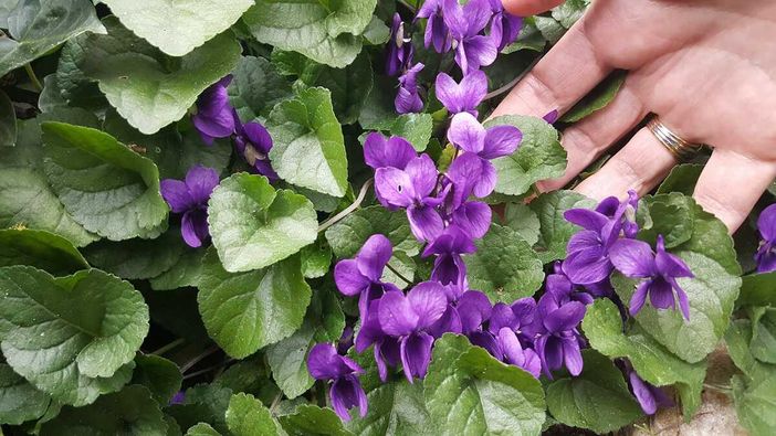 Sbocciano le viole in Langa, il più dolce annuncio di primavera