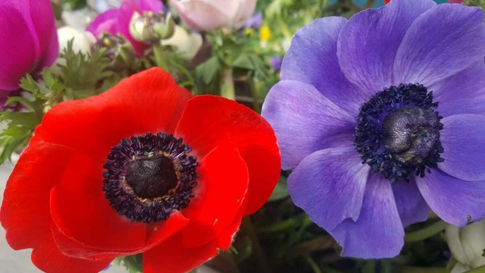 Aspettando la primavera con l’anemone: il fiore che nasce… da una storia d’amore