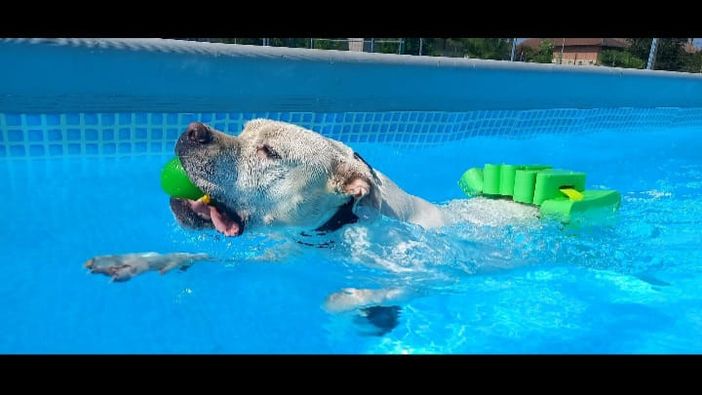 Ad Alba riparte anche quest'anno il "Canile in piscina"