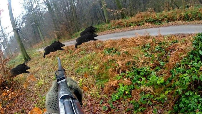 Danni da fauna selvatica, Coldiretti Cuneo: "Oltre 1.000 sindaci già attivati per fermare l'emergenza"