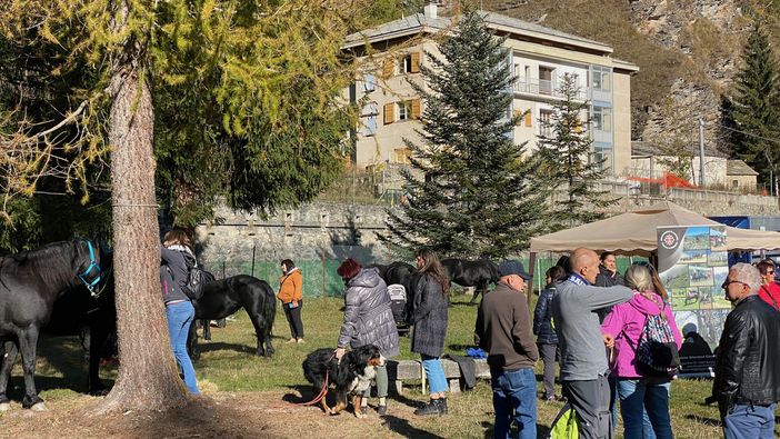 Con la “Fiero di Son Martin” Casteldelfino rivive un pezzo della sua storia